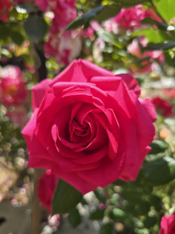 Янина Павленко: Ялта входит в пик цветения роз! Эта королева цветов уже захватила в свои объятья и наши клумбы, и приусадебные участки ялтинцев Янина Павленко: Ялта входит в пик цветения роз! Эта королева цветов уже захватила в свои объятья и наши клумбы, и приусадебные участки ялтинцев