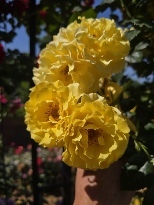 Янина Павленко: Ялта входит в пик цветения роз! Эта королева цветов уже захватила в свои объятья и наши клумбы, и приусадебные участки ялтинцев Янина Павленко: Ялта входит в пик цветения роз! Эта королева цветов уже захватила в свои объятья и наши клумбы, и приусадебные участки ялтинцев