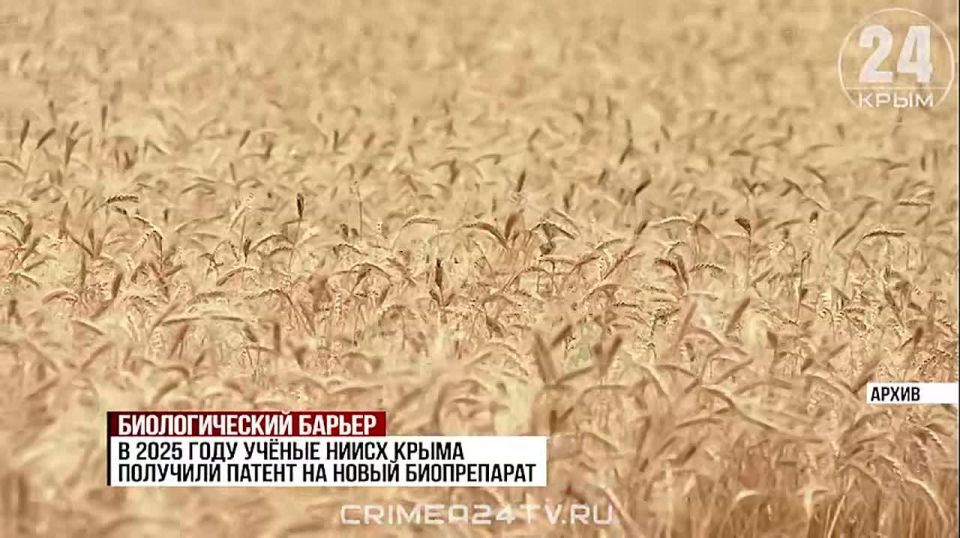 В Крыму учёные разработали биопрепарат, который защитит сельхозкультуры от грибков и повысит урожайность