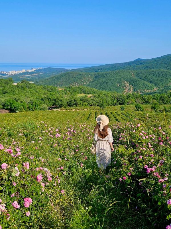 Розовые поля Алуштинского эфиромасличного совхоз-завода Розовые поля Алуштинского эфиромасличного совхоз-завода