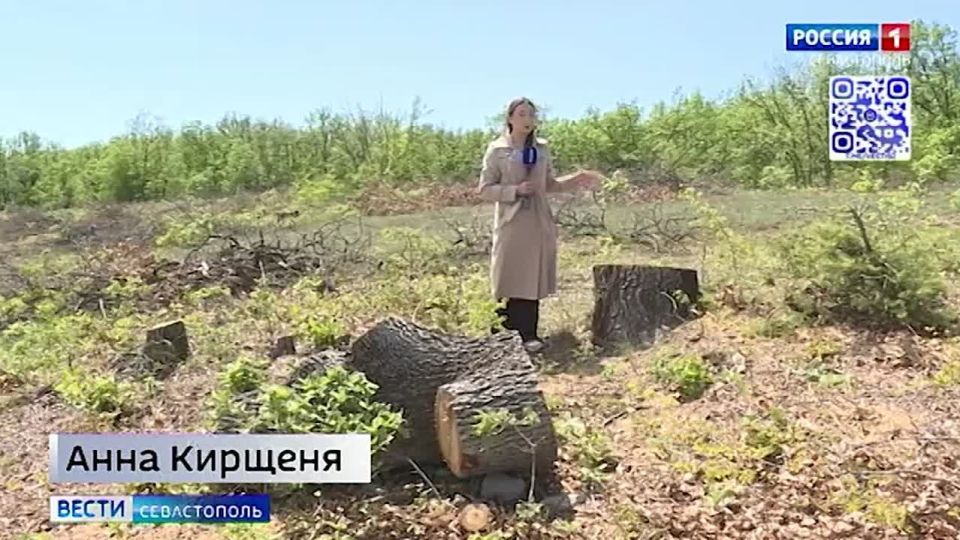 Вместо 110 гектаров леса в селе Верхнесадовое вскоре может появиться сельхозпредприятие