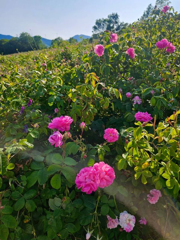 Розовые поля Алуштинского эфиромасличного совхоз-завода Розовые поля Алуштинского эфиромасличного совхоз-завода