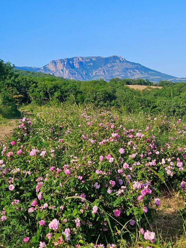 Розовые поля Алуштинского эфиромасличного совхоз-завода Розовые поля Алуштинского эфиромасличного совхоз-завода
