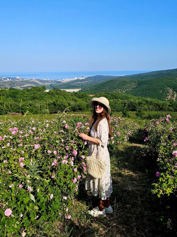 Розовые поля Алуштинского эфиромасличного совхоз-завода Розовые поля Алуштинского эфиромасличного совхоз-завода