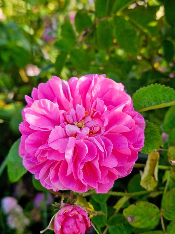 Розовые поля Алуштинского эфиромасличного совхоз-завода Розовые поля Алуштинского эфиромасличного совхоз-завода