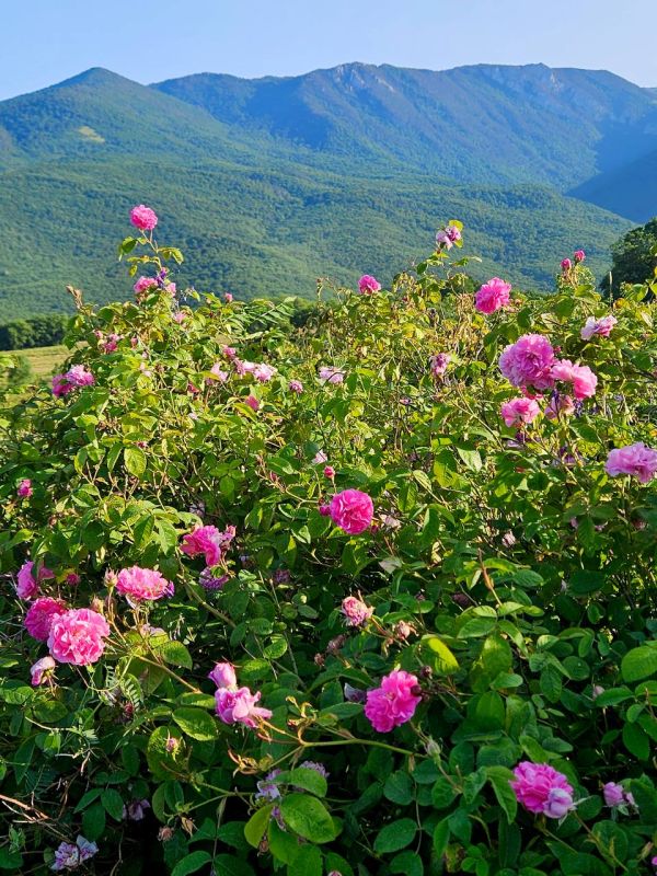 Розовые поля Алуштинского эфиромасличного совхоз-завода
