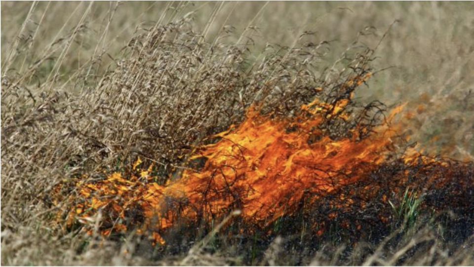 Пожарные потушили пять возгораний сухостоя в Крыму за сутки