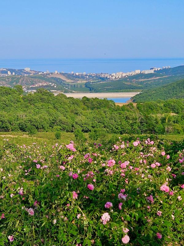 Розовые поля Алуштинского эфиромасличного совхоз-завода Розовые поля Алуштинского эфиромасличного совхоз-завода