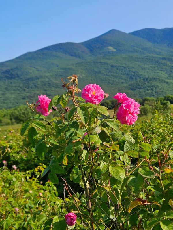Розовые поля Алуштинского эфиромасличного совхоз-завода Розовые поля Алуштинского эфиромасличного совхоз-завода
