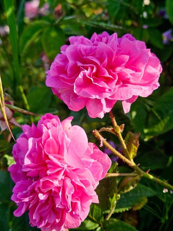 Розовые поля Алуштинского эфиромасличного совхоз-завода Розовые поля Алуштинского эфиромасличного совхоз-завода