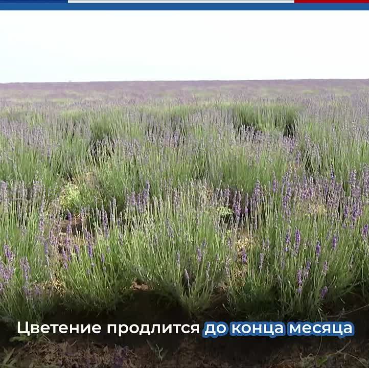 � ����� �������� ������ �������