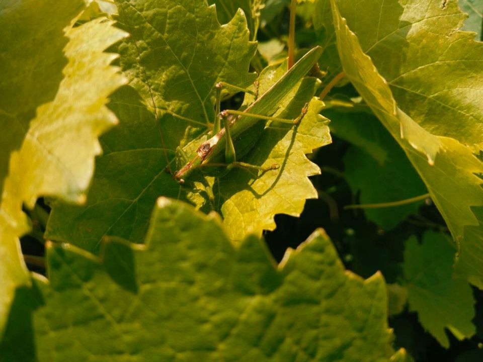 � ������ �����, �������!. ������ ���� ������������� ������ �������� ������! ������� � ����� ������ �������, t +26, ����� ������-��������