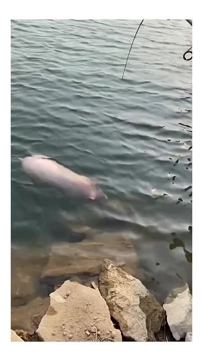 Два майора: Новый биомеханический полупогружной МБЭК противника у крымских берегов