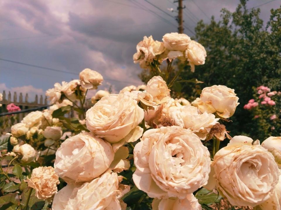 � ������ �����, �������!. ������ ���� ���������� ���! ������� ��������� �����, t +24, ����� ������-��������