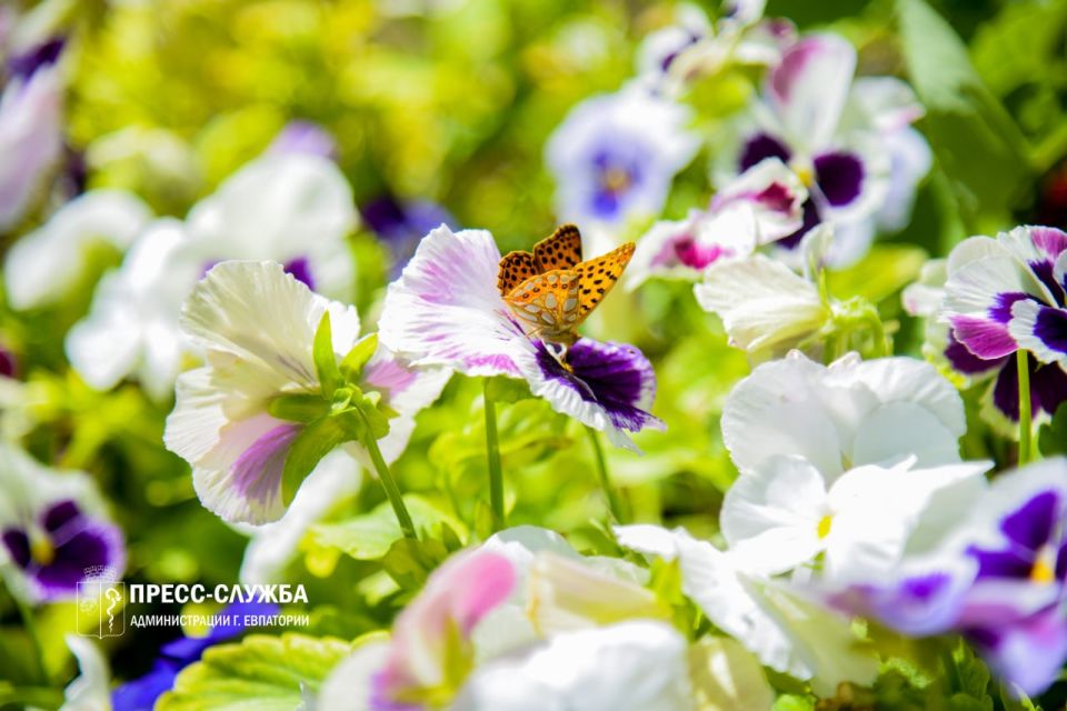 Неделя в Крыму будет солнечной и жаркой