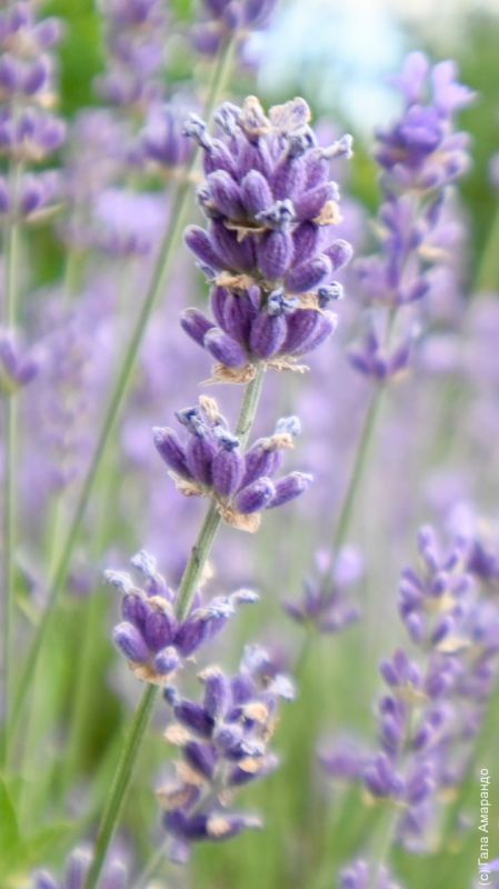 ���� �� ��� ������� � �������� ��������