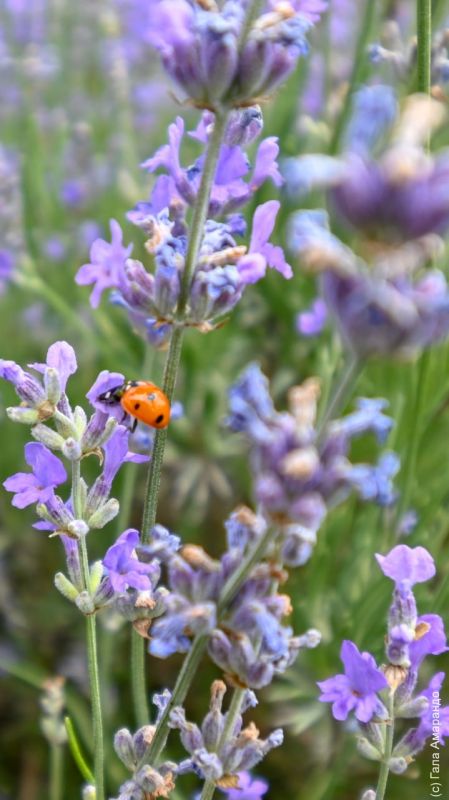 ���� �� ��� ������� � �������� ��������