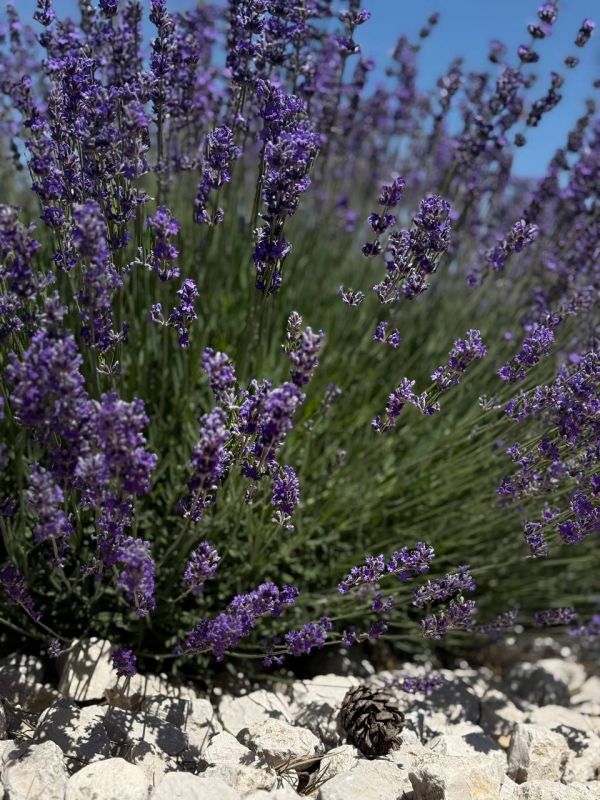 Ольга Шевцова: 5-й Республиканский слет школьных лесничеств начал свою работу сегодня Ольга Шевцова: 5-й Республиканский слет школьных лесничеств начал свою работу сегодня