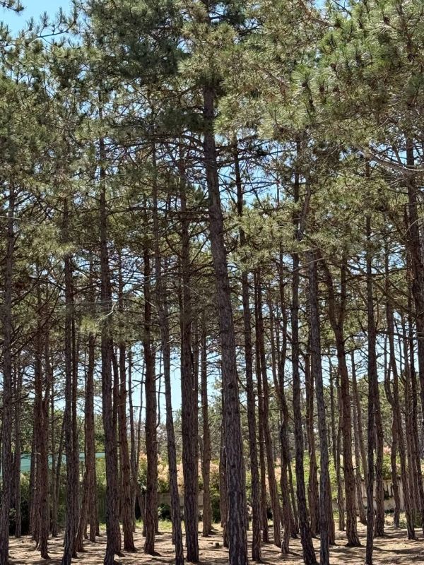 Ольга Шевцова: 5-й Республиканский слет школьных лесничеств начал свою работу сегодня Ольга Шевцова: 5-й Республиканский слет школьных лесничеств начал свою работу сегодня