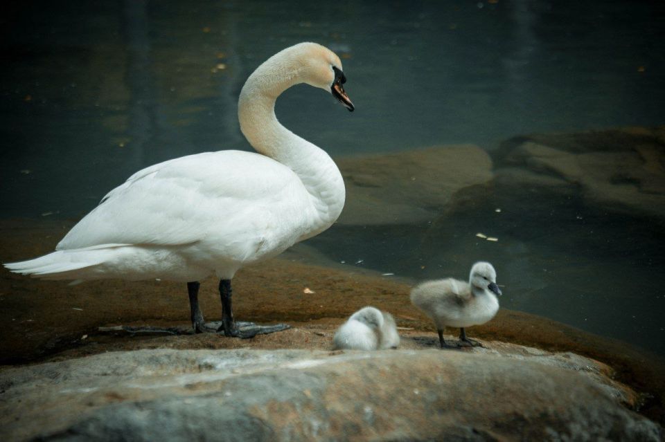 � ������������ ����� � ������ ����������: � ���� ������� �������� ������