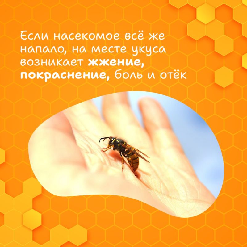 Размеренное жужжание пчёлок неотъемлемый атрибут лета Размеренное жужжание пчёлок неотъемлемый атрибут лета