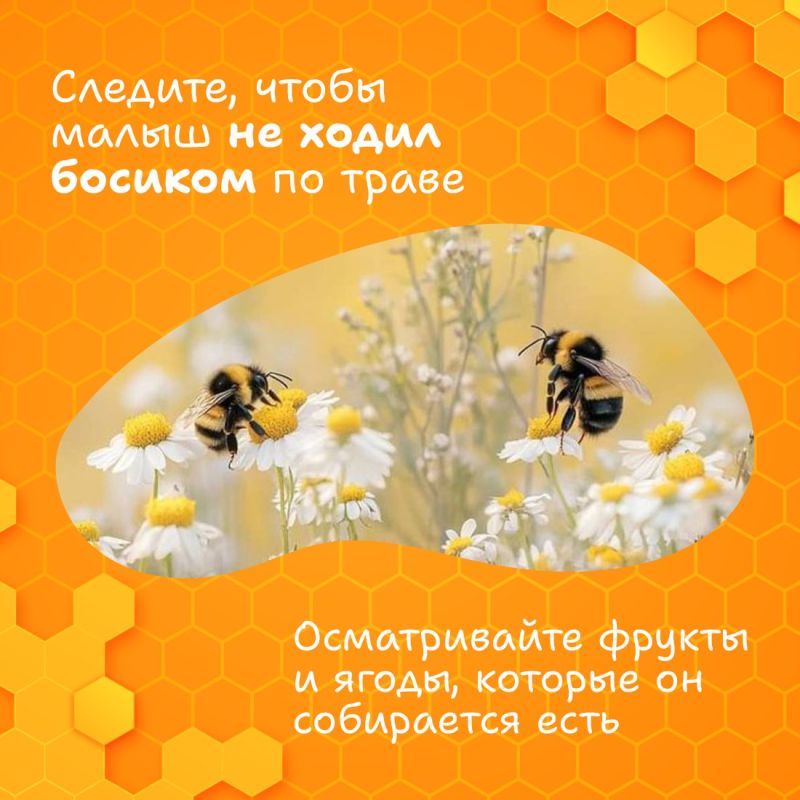 Размеренное жужжание пчёлок неотъемлемый атрибут лета Размеренное жужжание пчёлок неотъемлемый атрибут лета