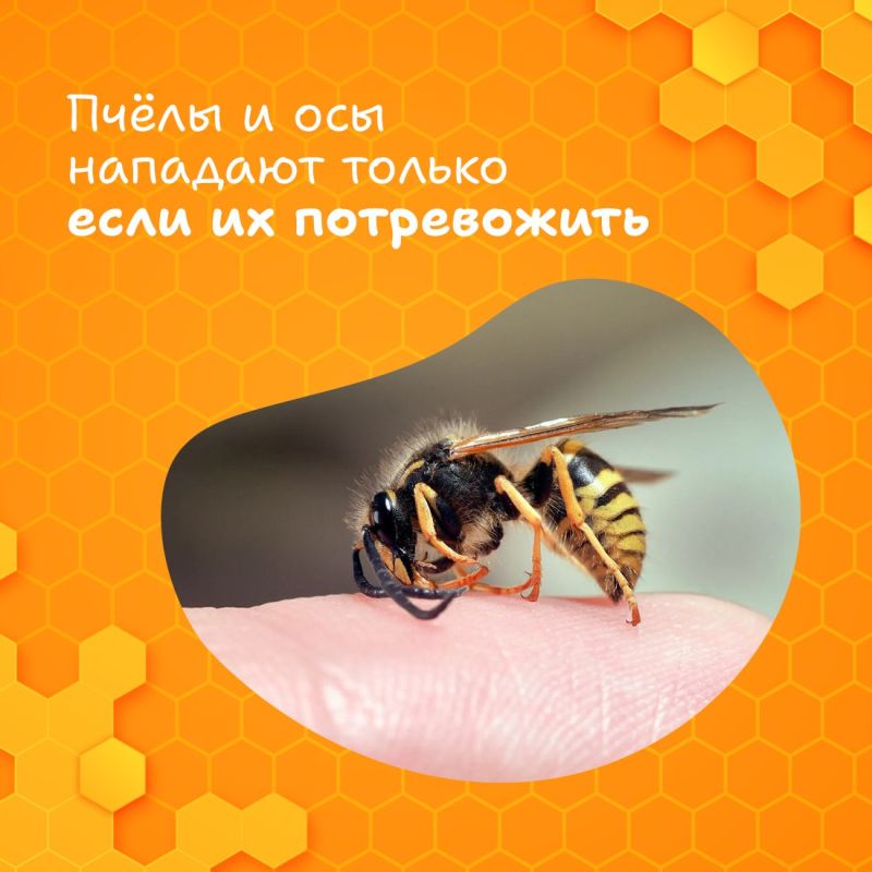 Размеренное жужжание пчёлок неотъемлемый атрибут лета Размеренное жужжание пчёлок неотъемлемый атрибут лета