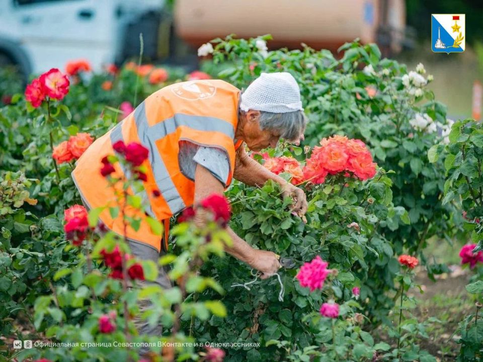Севастополь в цветах. На кольце Ревякина-Мельника обновляют цветочные композиции Севастополь в цветах. На кольце Ревякина-Мельника обновляют цветочные композиции
