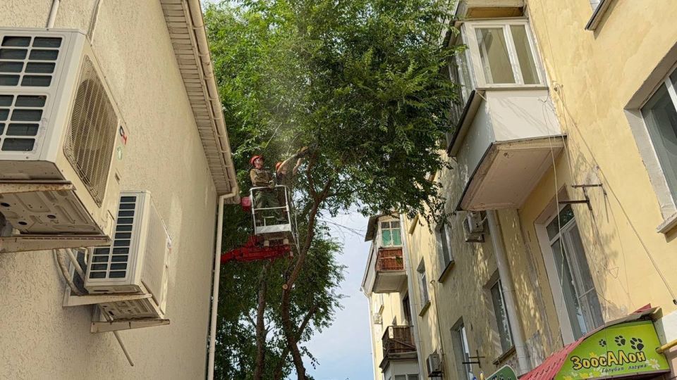 Сотрудники Службы городского хозяйства ведут санитарную обрезку деревьев и поднятие кроны на углу улиц Самойленко и Пирогова Сотрудники Службы городского хозяйства ведут санитарную обрезку деревьев и поднятие кроны на углу улиц Самойленко и Пирогова
