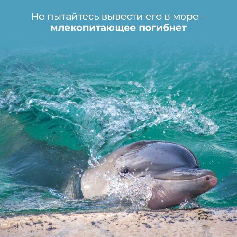 Почему нельзя трогать дельфинов на берегу и как себя вести в таких случаях? Почему нельзя трогать дельфинов на берегу и как себя вести в таких случаях?