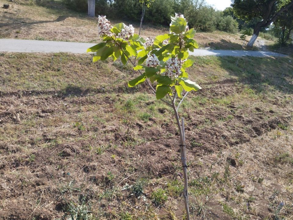 В селе Родниково успешно реализуется муниципальная программа по озеленению сёл Симферопольского района В селе Родниково успешно реализуется муниципальная программа по озеленению сёл Симферопольского района