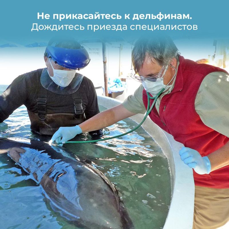 Почему нельзя трогать дельфинов на берегу и как себя вести в таких случаях? Почему нельзя трогать дельфинов на берегу и как себя вести в таких случаях?