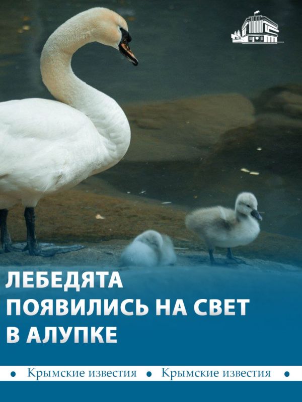 Семья лебедей в Воронцовском парке обзавелась птенцами