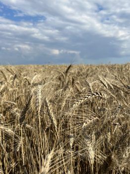 ������� ����� ������� ����� 200 ����� ���� �����