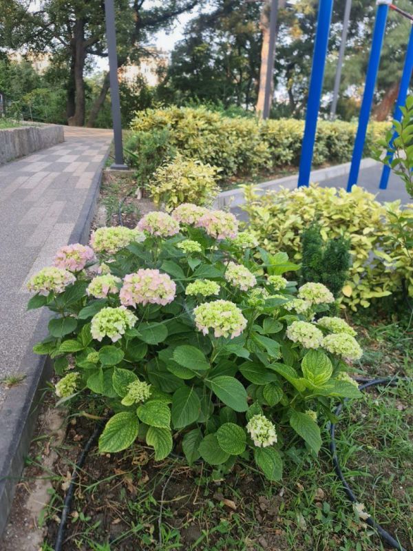 Янина Павленко: Шикарные гортензии, которыми украсили наши скверы, выходят на пик цветения Янина Павленко: Шикарные гортензии, которыми украсили наши скверы, выходят на пик цветения