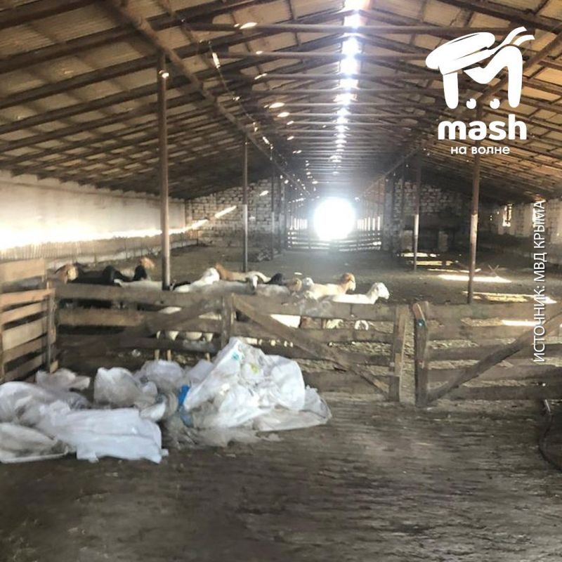 Два рецидивиста из Раздольненского района украли ягнят, чтобы подарить знакомому Два рецидивиста из Раздольненского района украли ягнят, чтобы подарить знакомому