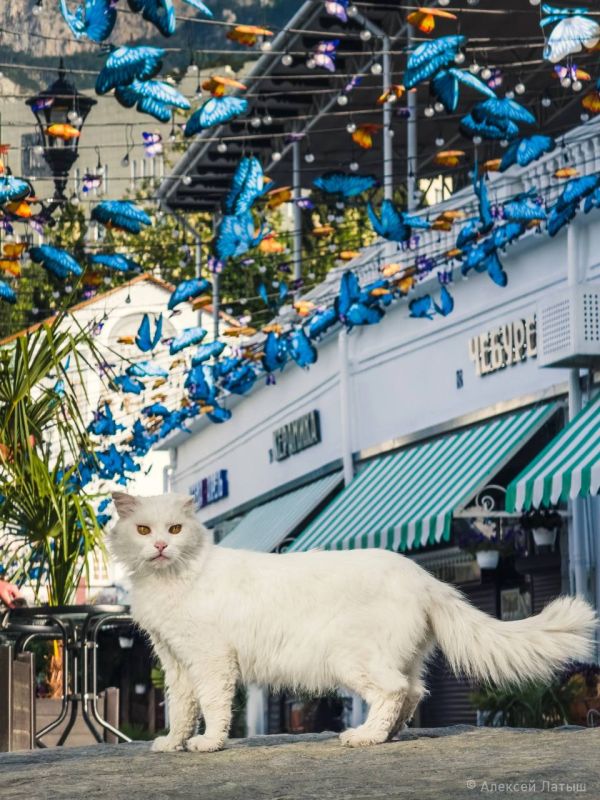 ����� ����������� ������.. ������������ ����������� � ���������