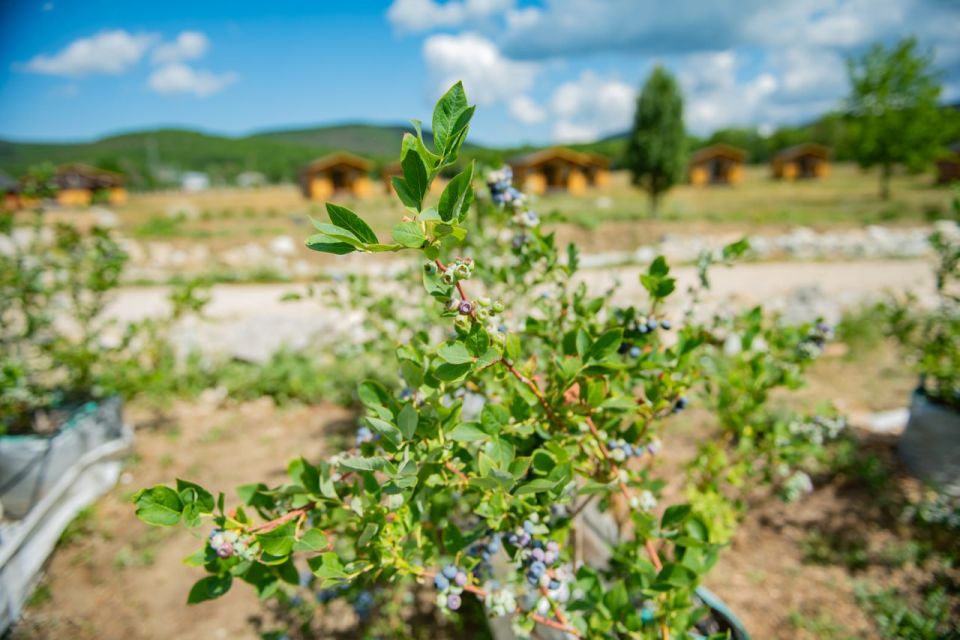 Михаил Развожаев: С начала года мы выделили уже больше 700 миллионов рублей для поддержки сельскохозяйственных предприятий Севастополя Михаил Развожаев: С начала года мы выделили уже больше 700 миллионов рублей для поддержки сельскохозяйственных предприятий Севастополя