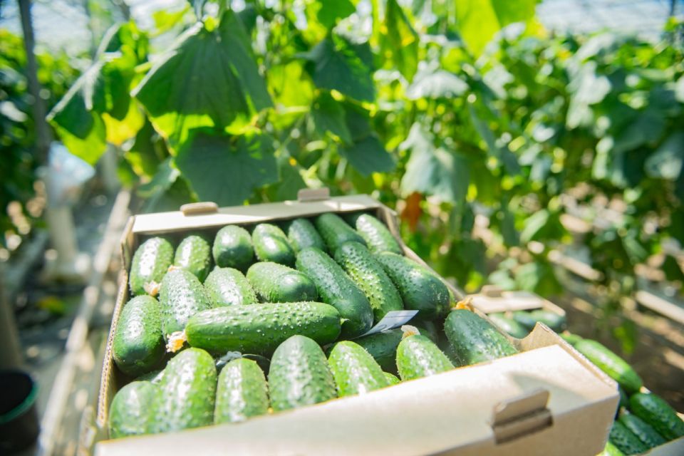 Михаил Развожаев: С начала года мы выделили уже больше 700 миллионов рублей для поддержки сельскохозяйственных предприятий Севастополя Михаил Развожаев: С начала года мы выделили уже больше 700 миллионов рублей для поддержки сельскохозяйственных предприятий Севастополя