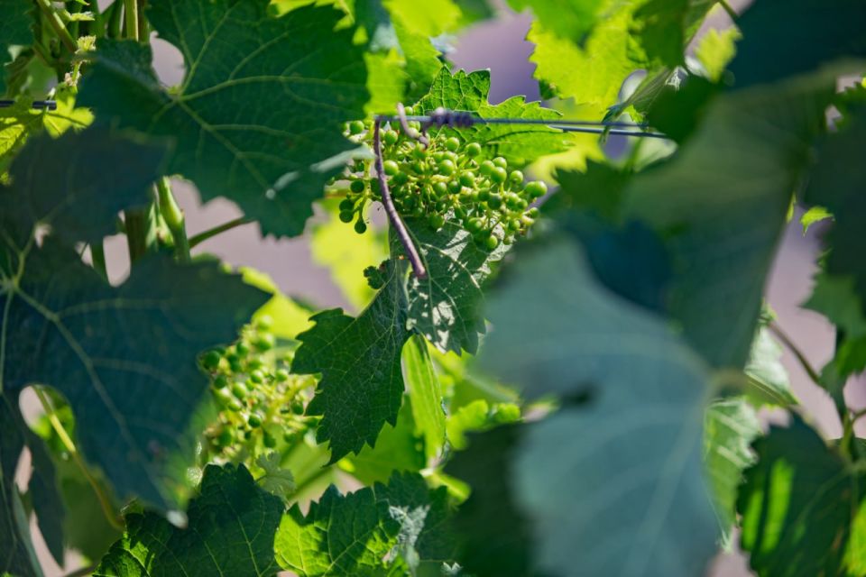 Михаил Развожаев: С начала года мы выделили уже больше 700 миллионов рублей для поддержки сельскохозяйственных предприятий Севастополя Михаил Развожаев: С начала года мы выделили уже больше 700 миллионов рублей для поддержки сельскохозяйственных предприятий Севастополя