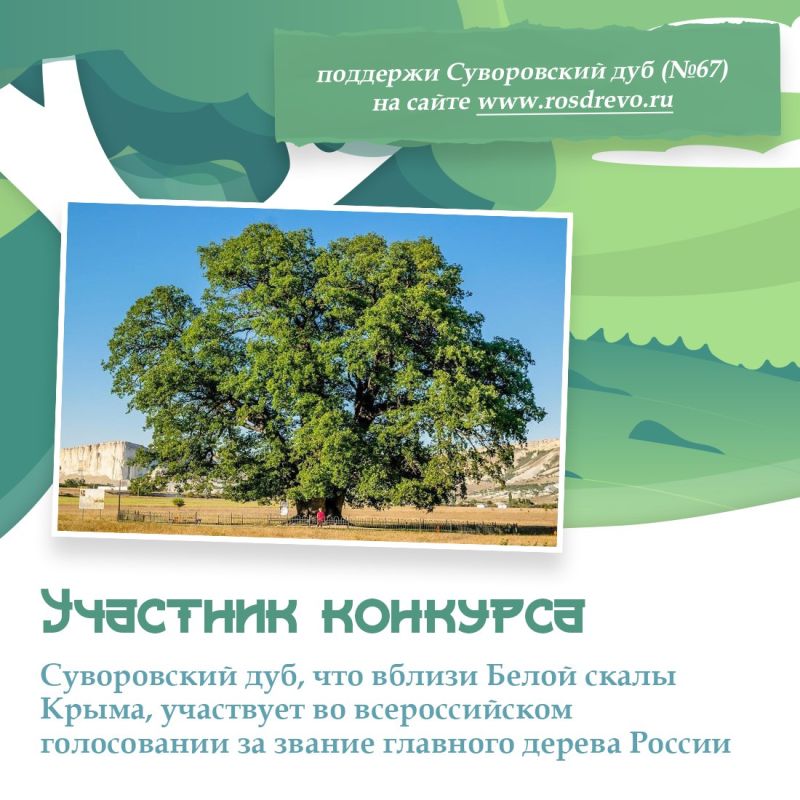 Крым участвует в конкурсе «Российское дерево года — 2025» Крым участвует в конкурсе «Российское дерево года — 2025»