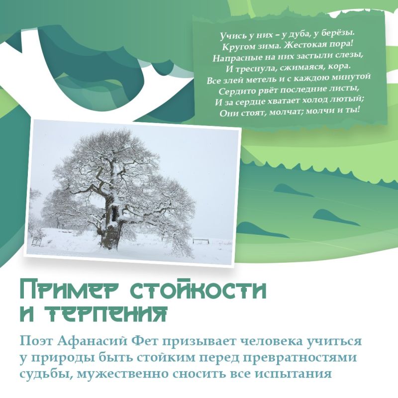 Крым участвует в конкурсе «Российское дерево года — 2025» Крым участвует в конкурсе «Российское дерево года — 2025»