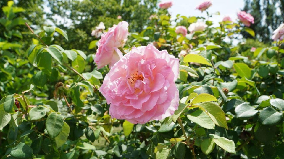 ������� ������ � ����� �� 10 ����