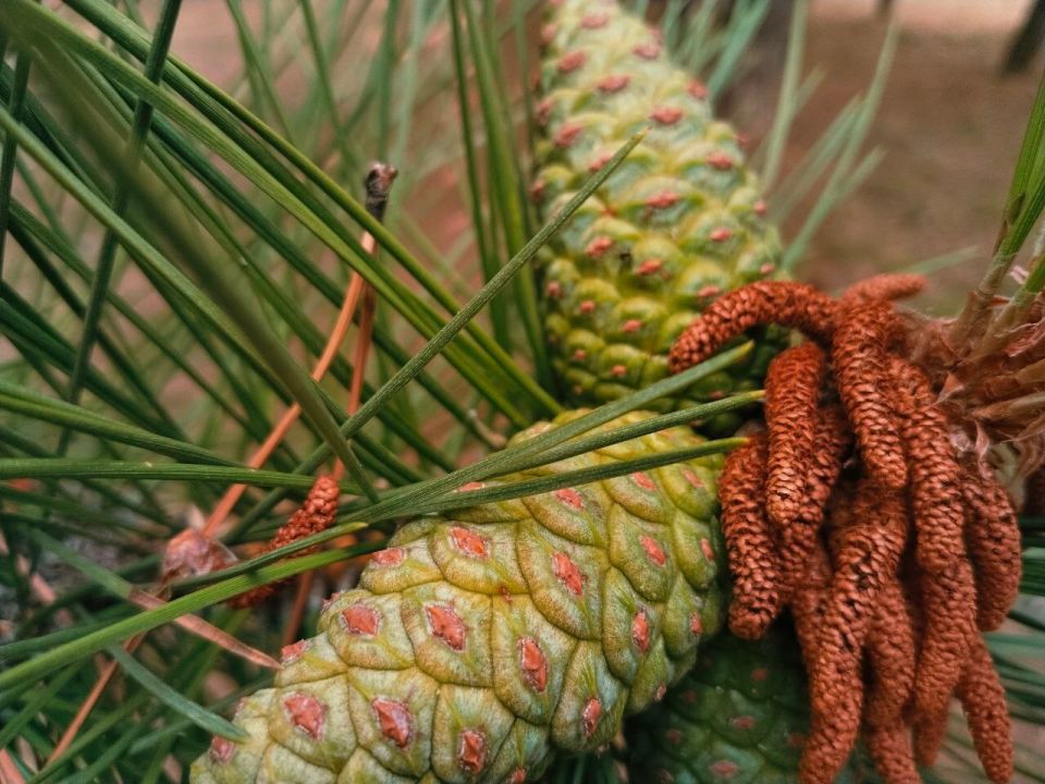 � ������ �����, �������!. ������ ���� ���������� ���! ������� � �������� ��������, t +31, ����� ���-��������