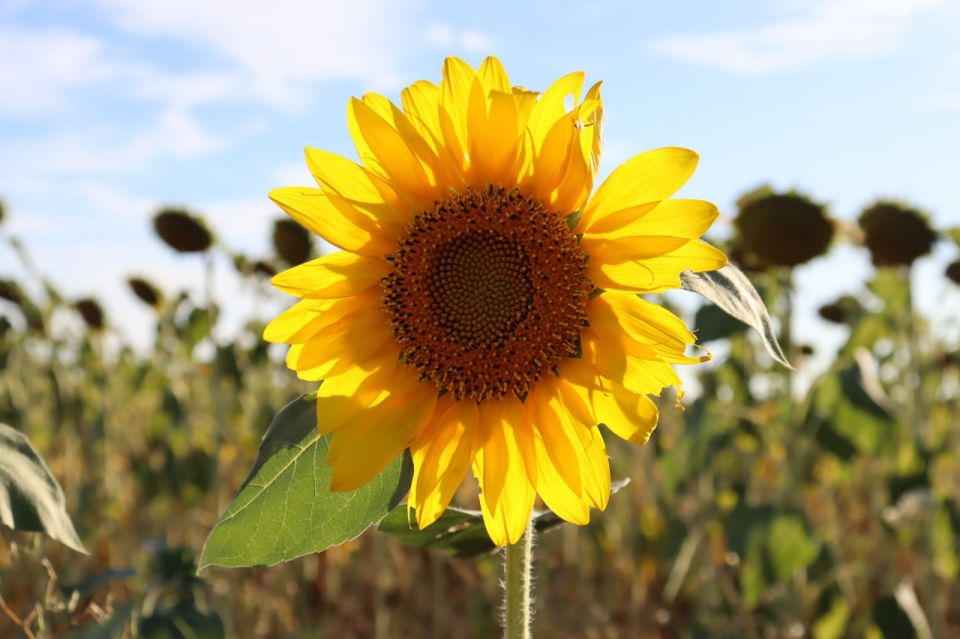 ������� ������ � ����� �� 12 ����