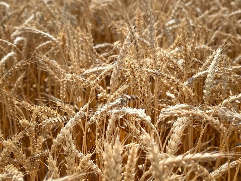 ������� 63% ������������� �������� ������� ������������� ����������������� �����