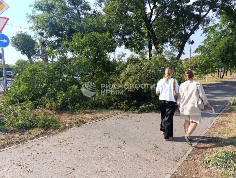 Ветер повалил дерево на улице Севастопольская в Симферополе Ветер повалил дерево на улице Севастопольская в Симферополе