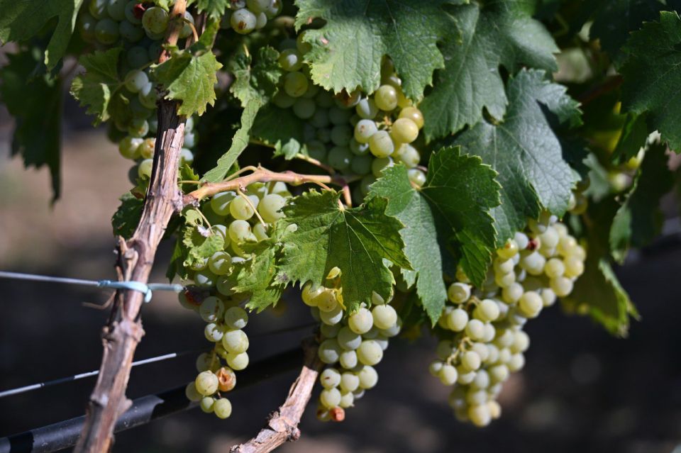 ��������� ����������������� ������ ������������ �������� �������� ����������� �������� ����������� ������� ��� �������� �� �����������