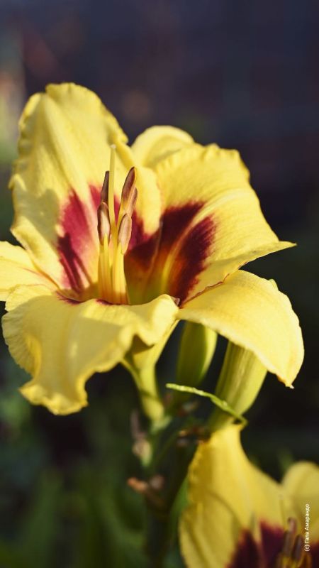 ����� � ��������� �� ��� �������