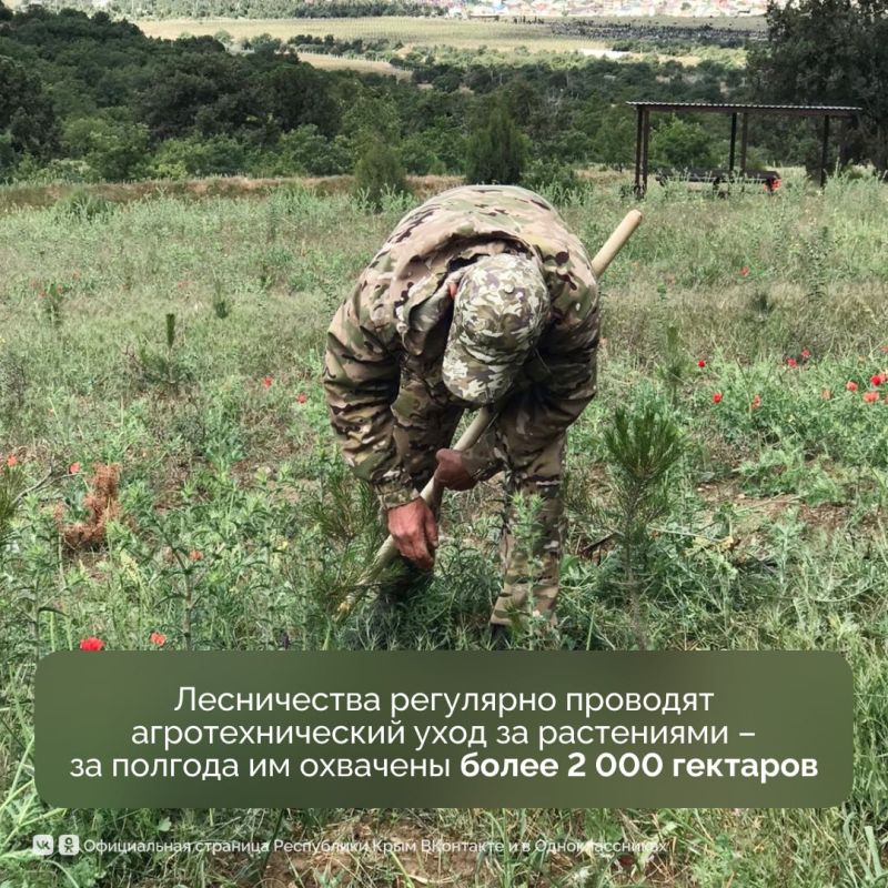 Крымские лесхозы успели многое сделать за первые 6 месяцев этого года Крымские лесхозы успели многое сделать за первые 6 месяцев этого года